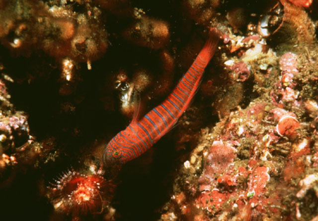 Lythrypnus zebra (Gilbert, 1890)